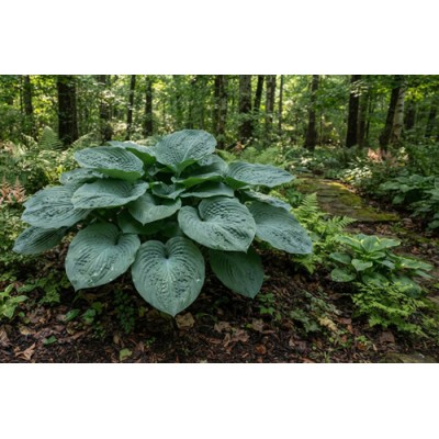 Kuunlilja 'T Rex' (Hosta 'T Rex') Kuunlilja 'T Rex' (Hosta 'T Rex')